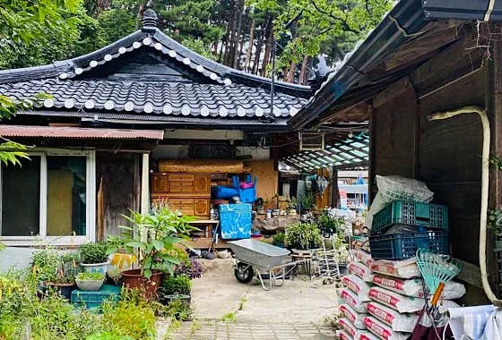 용골감나무집